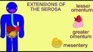 AP2 3 SEROSA OF THE DIGESTIVE TRACT [upl. by Eide]