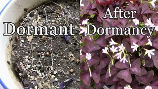 How To Let Your Purple Shamrocks Oxalis triangularis Go Dormant [upl. by Gathers]