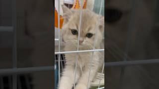 2 month old kitten cat desperately meowing [upl. by Lanam234]