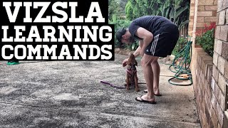 Vizsla Training Engagement Goes A Long Way [upl. by Schnabel]