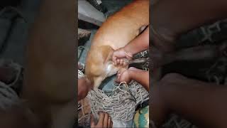 Incredible Wildlife Moment Baby Barking Deer Enters Our Housesanchitamunda2222 [upl. by Fonda]