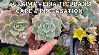 xGraptoveria Titubans Porcelain Plant Care amp Propagation [upl. by Arraeit]