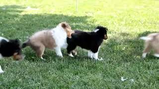 Shetland Sheepdog Puppies For Sale [upl. by Htebasil]