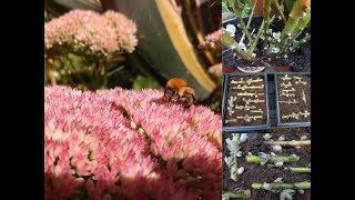 Propagating sedums Hylotelephium [upl. by Schuler]