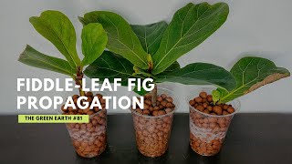 81 How to Propagate FiddleLeaf Fig from Cuttings Ficus Lyrata Propagation  Indoor Plants [upl. by Ahsenit889]