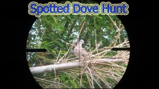 Spotted Dove Hunt 162021 [upl. by Yrrah974]