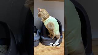 トイレ中コケた猫さん。 フリーbgm chill 猫 cat catlover 猫病院 cute 術後の生活 術後 愛猫 老猫 バナナ服 [upl. by Kalmick122]