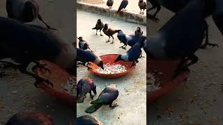 Crow And Cheese 🧀 birdsandanimalsounds birds animalsounds croweating birdsounds crowcalls [upl. by Darryn276]