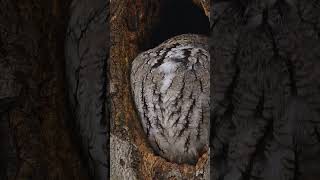 Eastern ScreechOwl Megascops asio shorts [upl. by Welton653]