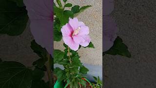 Hibiscus syriacus 🌺❤️shorts like video reels [upl. by Boote]