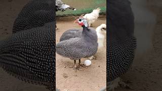 Helmeted Guineafowl with an Egg🐣🐥 shorts youtube guineafowl chicks bird [upl. by Hong]