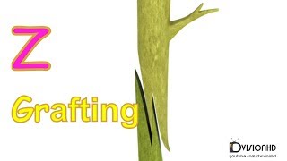 grafting methodsZ Grafting [upl. by Delle669]