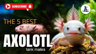 5 Best Axolotl Tank Mates You Should Know About axolotl tank trendingvideo aquarium [upl. by Assel]