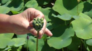 Laura Explains Seed Pods of Lotus Flowers [upl. by Marlena]