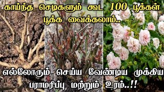 How to get lots of flowers in rose plant  important fertilizer and maintenance in tamil [upl. by Annalise316]