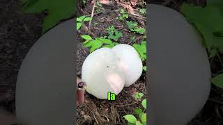 El impresionante hongo Calvatia gigantea [upl. by Analos167]