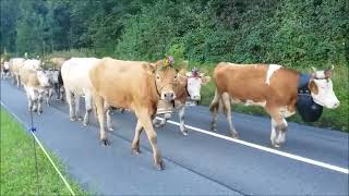 Alpabzug Aeschi bei Spiez Horncows Kuhglocken Swisscows Cowbells Treicheln Berneroberland [upl. by Nauqram795]