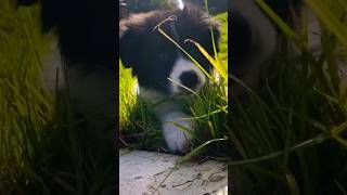 Border Collie dog Barking Sound 🐶🐶 OwnPetz bordercollie barking shorts [upl. by Yerffoj]