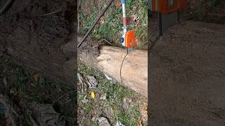 pole chainsaw using havy duty chainsaw short woodworking skills smart [upl. by Latton]