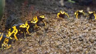 Dendrobates leucomelas キオビヤドクガエル ロングバージョン あわしまマリンパーク カエル館 [upl. by Etnad464]