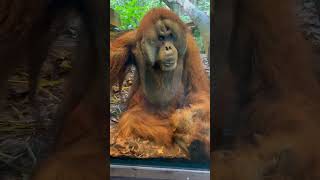 This Orangutan has amazing Cheek Flanges [upl. by Anrak336]