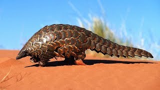 Pangolin  lanimal le plus braconné du monde  ZAPPING SAUVAGE [upl. by Yeroc]