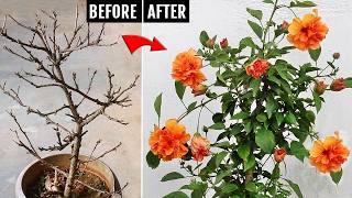 5 SECRETS to SAVE or REVIVE a dying Hibiscus plant EASILY [upl. by Asilehc883]