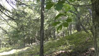 Coyotes at Mohonk Preserve [upl. by Pega]