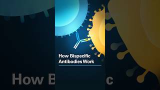 How Bispecific Antibodies Work [upl. by Arabella157]