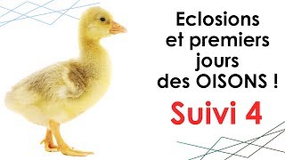 OISONS  suivi n°4  ÉCLOSIONS et PREMIÈRES HEURES [upl. by Hasan]