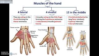 Intrinsic Muscles of the Hand [upl. by Ayomat418]