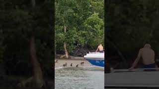 Nietypowi plażowicze nad Zatoką Phang Nga w Tajlandii travel [upl. by Blank]