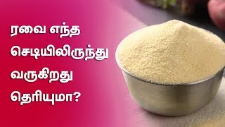 ரவை எந்த செடியிலிருந்து வருகிறது தெரியுமா [upl. by Novehs]