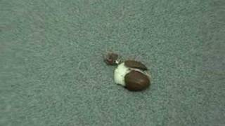 Cadburys Creme Egg Suicide Just a basic fall [upl. by Tama]