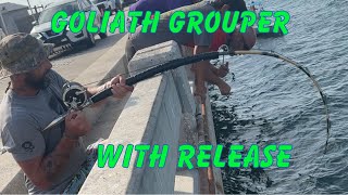 Epic 🔥 Goliath grouper caught and released by boat at the skyway fishing piers skywaymisfits [upl. by Werd628]