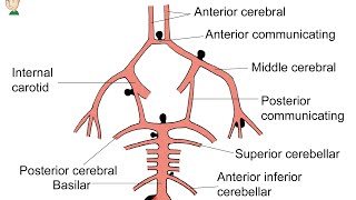 Como é a vascularização do encéfalo Neuroanatomia Funcional Básica [upl. by Cummins]