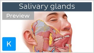 Salivary glands structure and functions preview  Human Anatomy  Kenhub [upl. by Weibel]