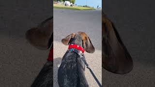 The wind beneath my ears dachshund wirehairdachshund teckle windysouthwold [upl. by Ranzini566]