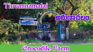 Crocodile Farm  Tiruvannamalai  Arunachalam  Svr creative Vlogs  Sathanur Dam  arunachalam [upl. by Natsirk21]