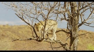 Pride of Namibia [upl. by Orabel]