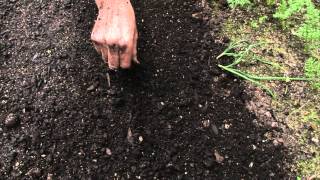 How to sow a seed directly into garden [upl. by Lynelle]