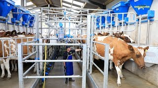 Milk production up Feed cost down See How [upl. by Ynohtnakram]