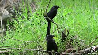 una pardada de garrapateros negros  birds nature [upl. by Kciredor]