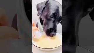 Sharing is caring😳😱🥰shortstiktok london uksaruaathishpetsdogdogloverfunnyviralbabyfeed [upl. by Koffman]