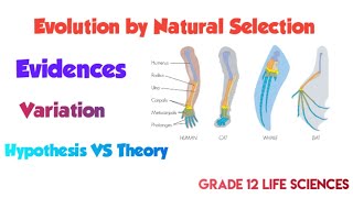 Evolution by natural selection  Evidences and Variation [upl. by Silyhp929]