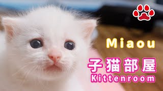 子猫部屋 【Kitten room】 [upl. by Grimbald]