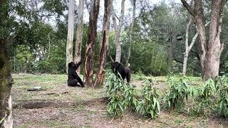 Two young gorillas at Disney’s Animal Kingdom have a little fight [upl. by Nuris]