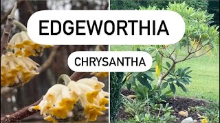 Edgeworthia Chrysantha Plant Review [upl. by Hamel]