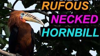 Rufous Necked Hornbill  Latpanchar  Birding [upl. by Liemaj]