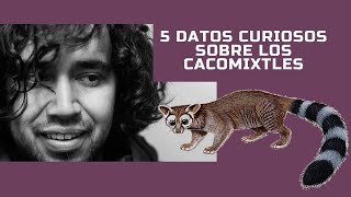 5 Datos Curiosos Sobre El Cacomixtle Que Te Dejarán Con La Boca Abierta [upl. by Manya]